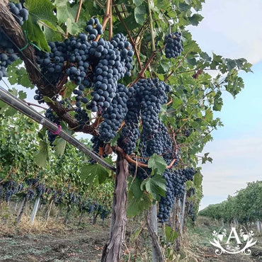 Erdevik Bellucci Tamjanika