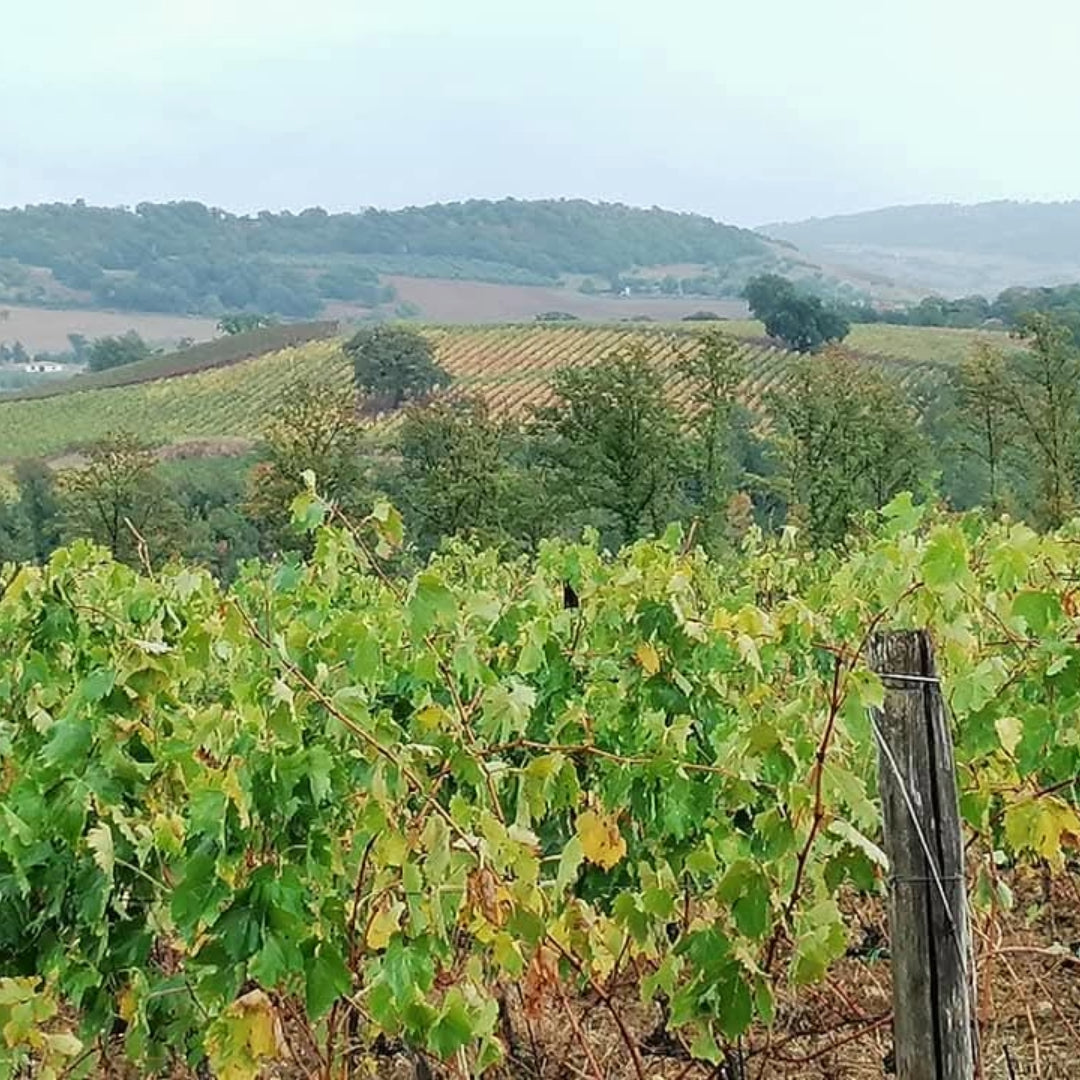 Tenuta Aquilaia Maremma Ciliegiolo