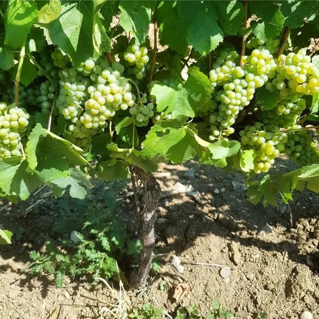Tenuta Aquilaia Maremma Ciliegiolo