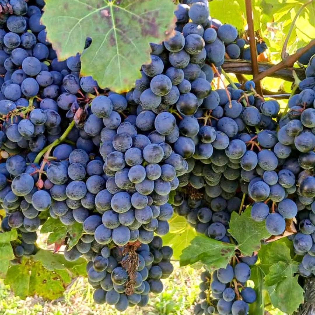 Il Cascinone Rive Barbera d'Asti