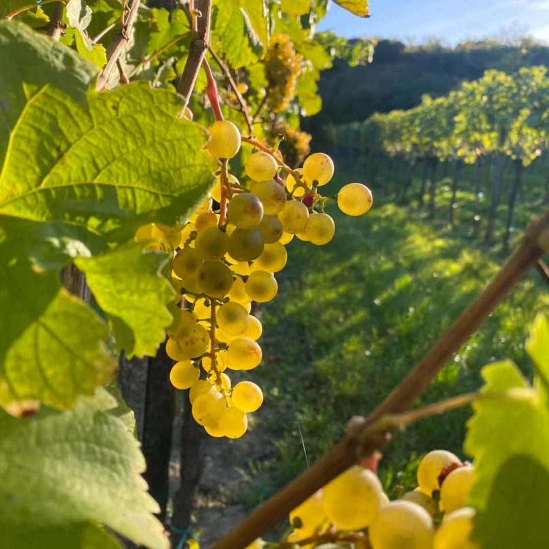 Barbara Ohlzelt Verjus Spritz