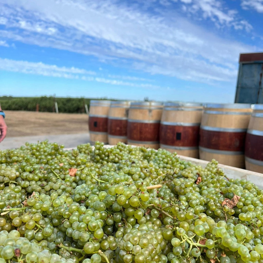 Bokisch Terra Alta Vineyard Graciano