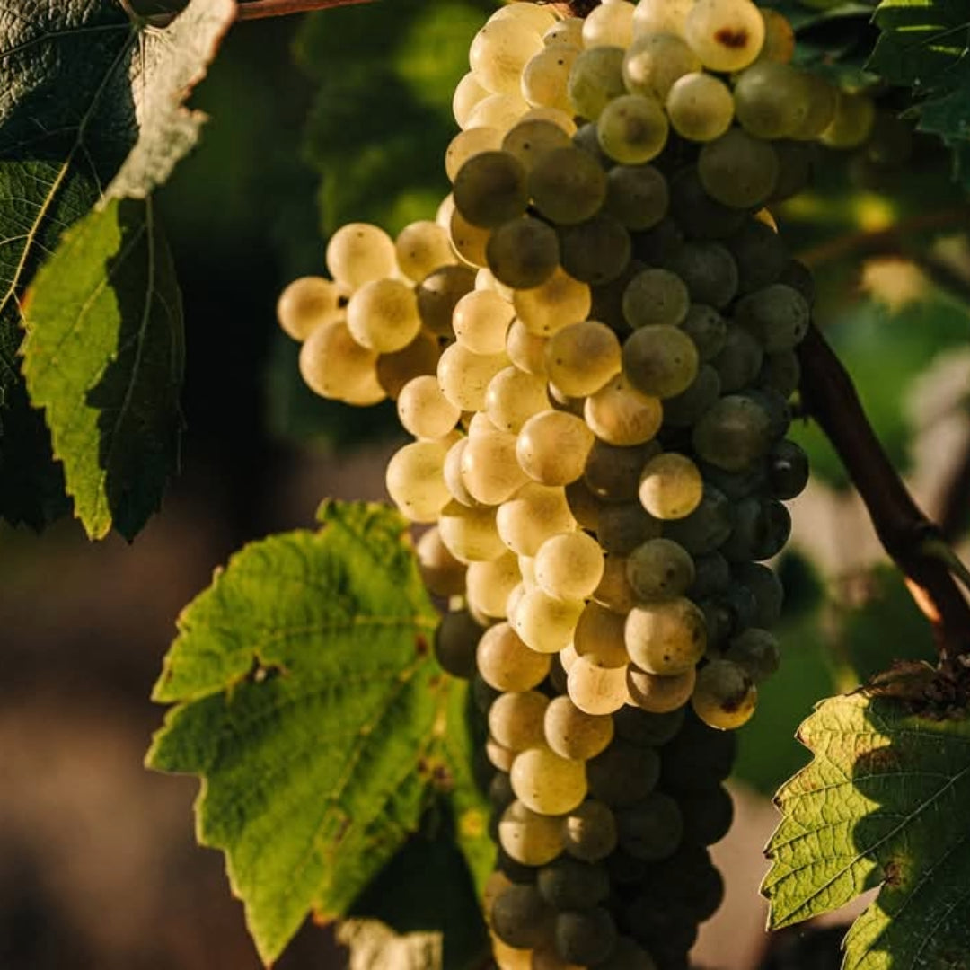 Ams Tram Gram Le Roi Cinsault