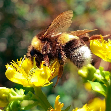 Caliterra Tributo Gran Reserva Mezcla Tinta