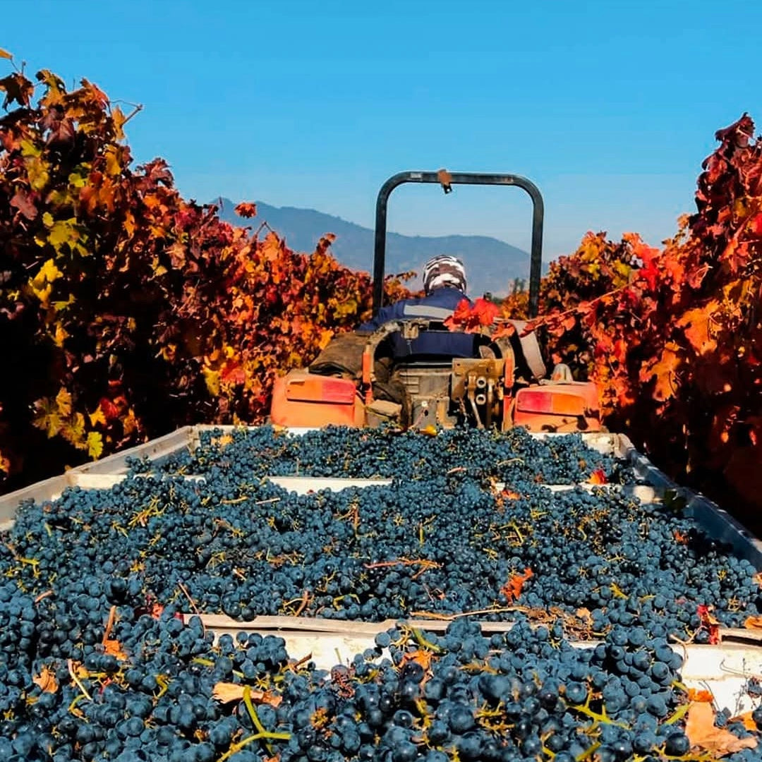 Caliterra Petreo Carmenere
