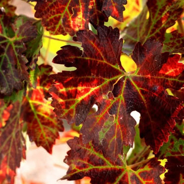 I Capitani Guaglione Aglianico Irpinia DOC