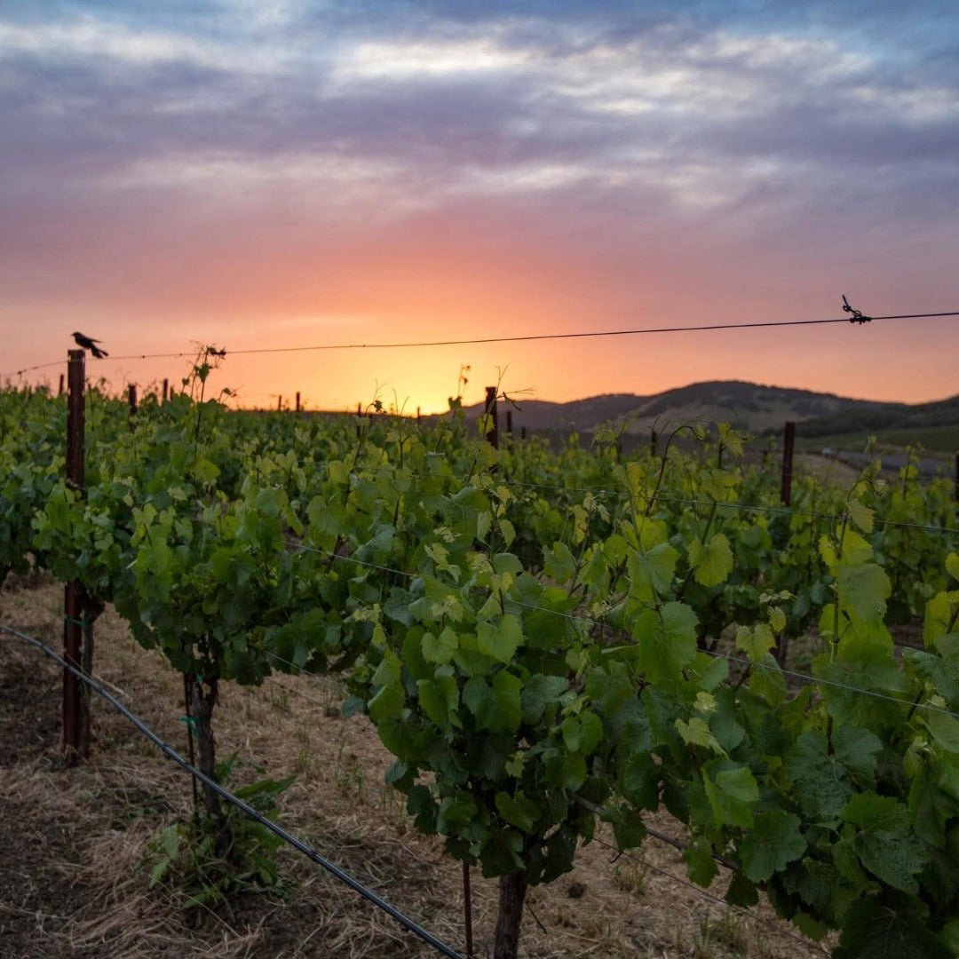Domaine Carneros Avant Garde Pinot Noir