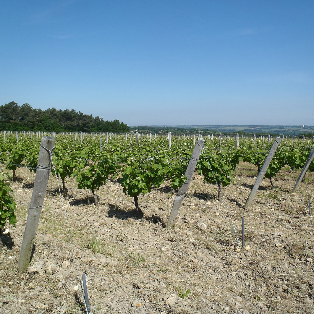 Domaine Joel Delaunay, `Casca Macération de Soif` Sauvignon Blanc Vin Orange