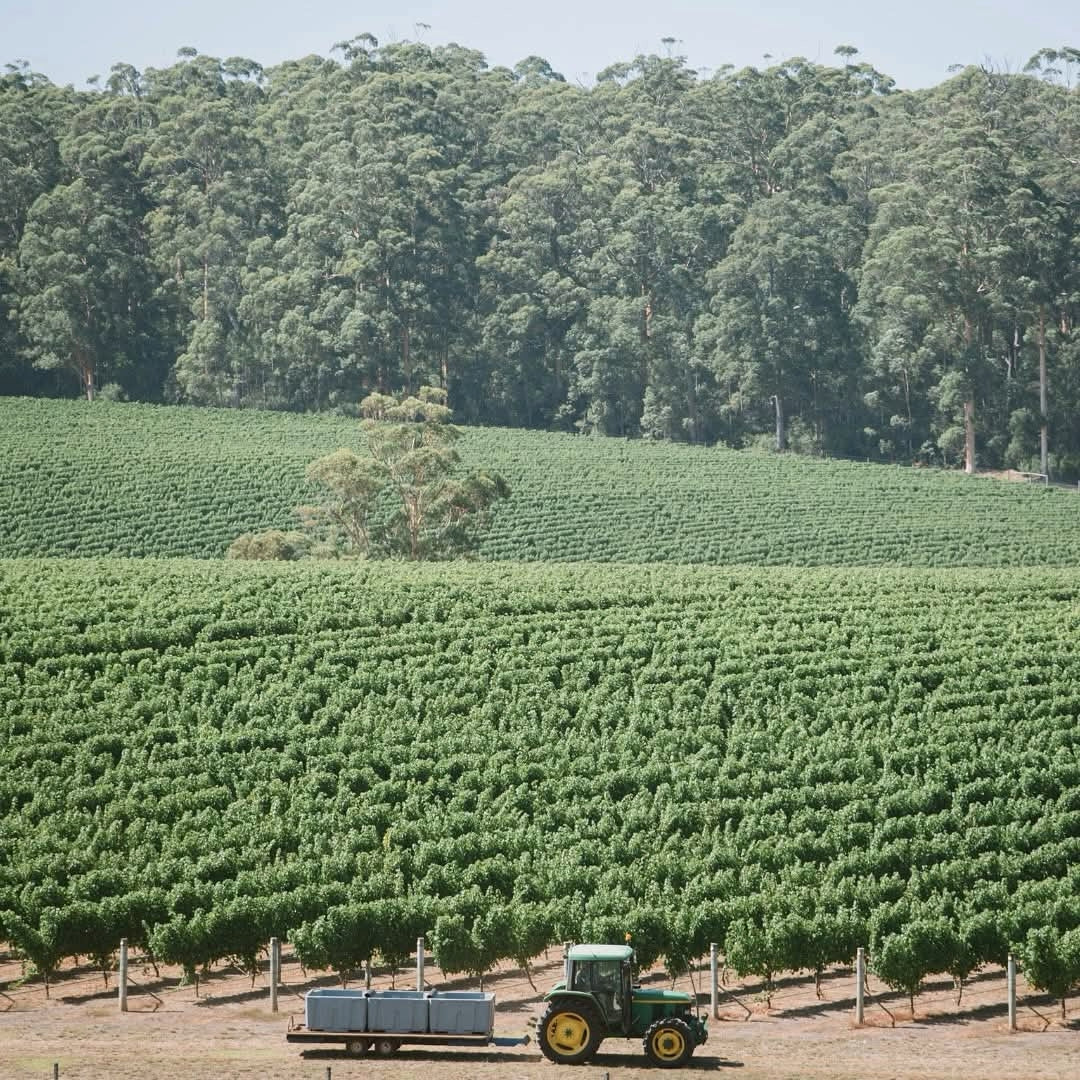 Cherubino Pedestal Margaret River Chardonnay