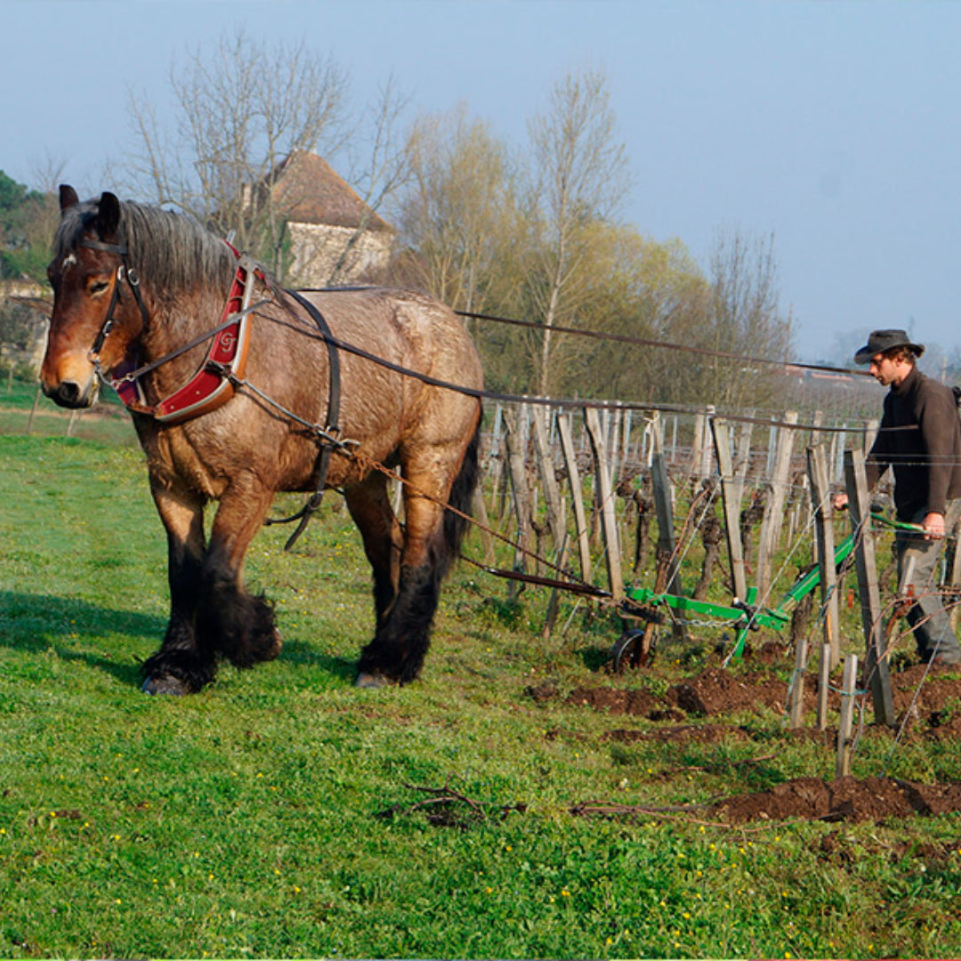 Franc de Bel Solera Cabernet Franc