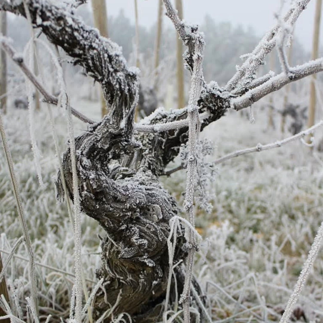 El Cigala Bierzo Godello