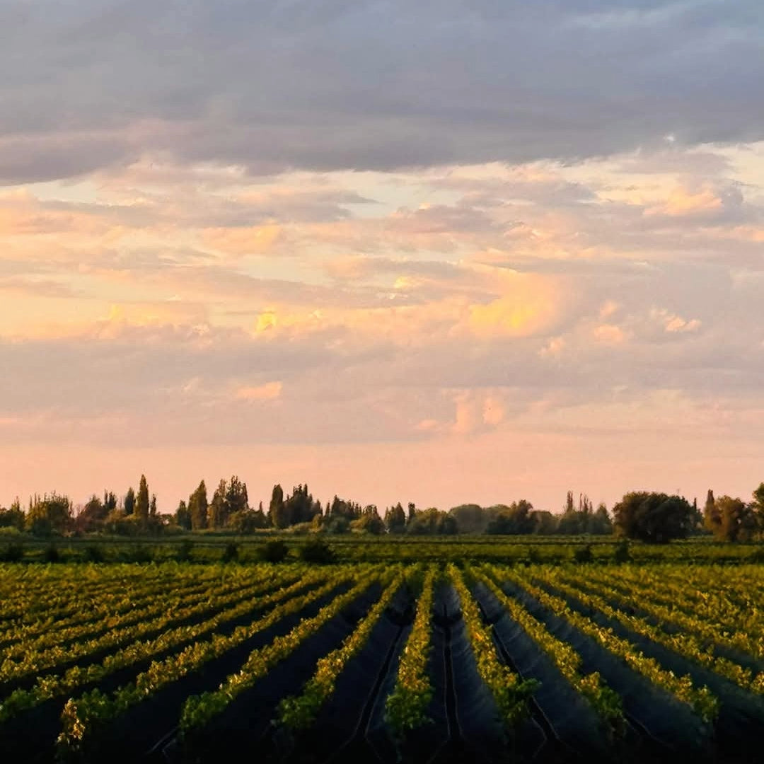 Vina Cobos Bramare Malbec