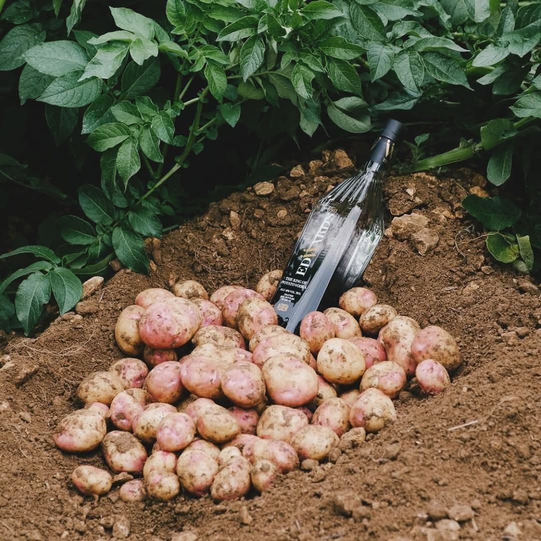 Edwards 1902 Elderflower Liqueur