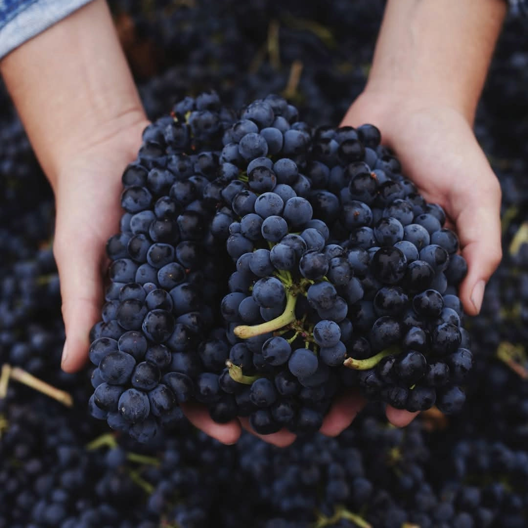 Emiliana Adobe Malbec