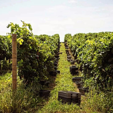 Erdevik Geronimo Graschatz