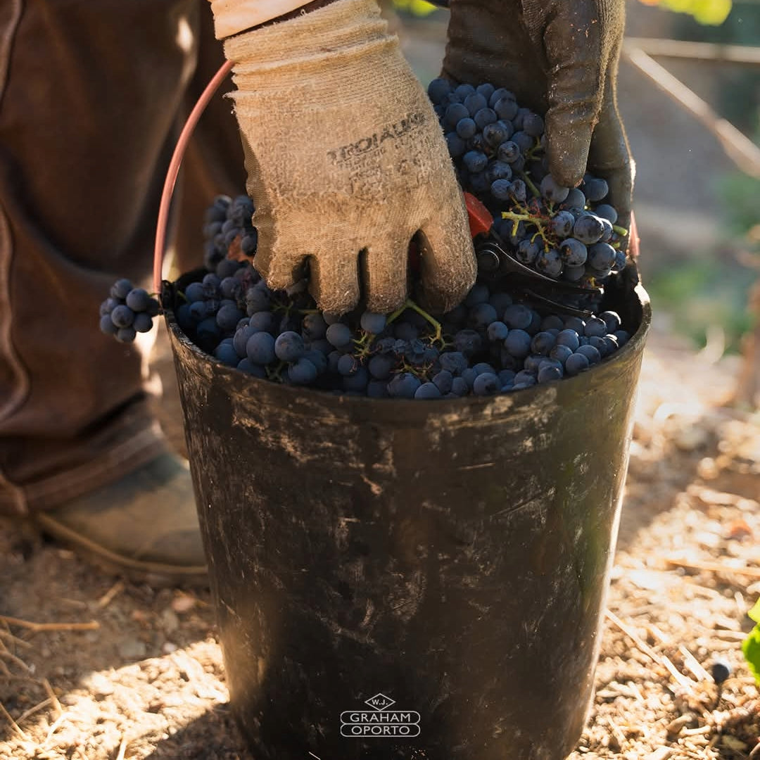 Graham's Six Grapes Reserve Port