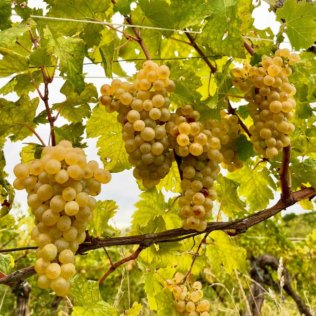 Gradis'ciutta Friuli Pinot Grigio
