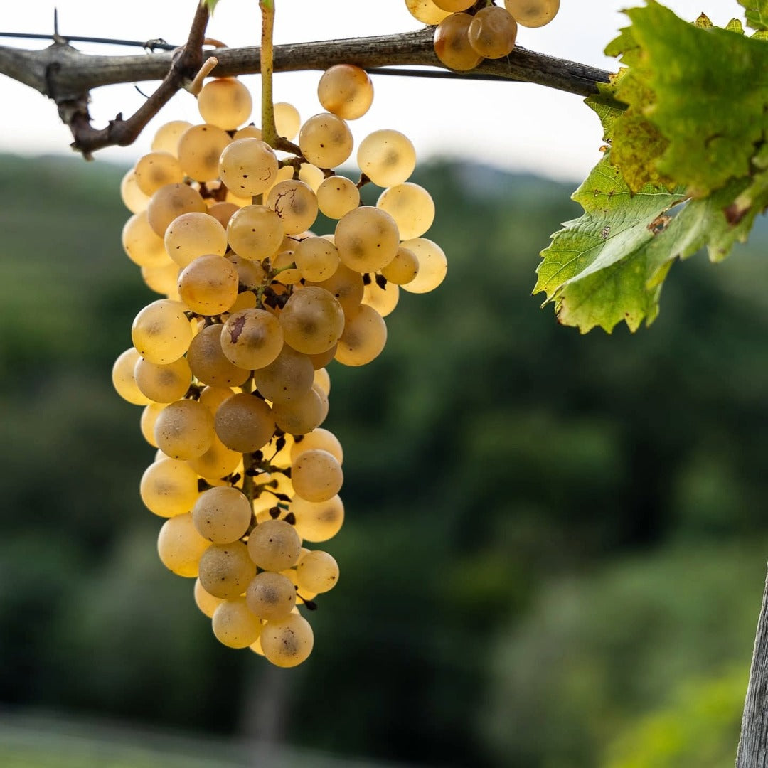 Gradis'ciutta Friuli Pinot Grigio