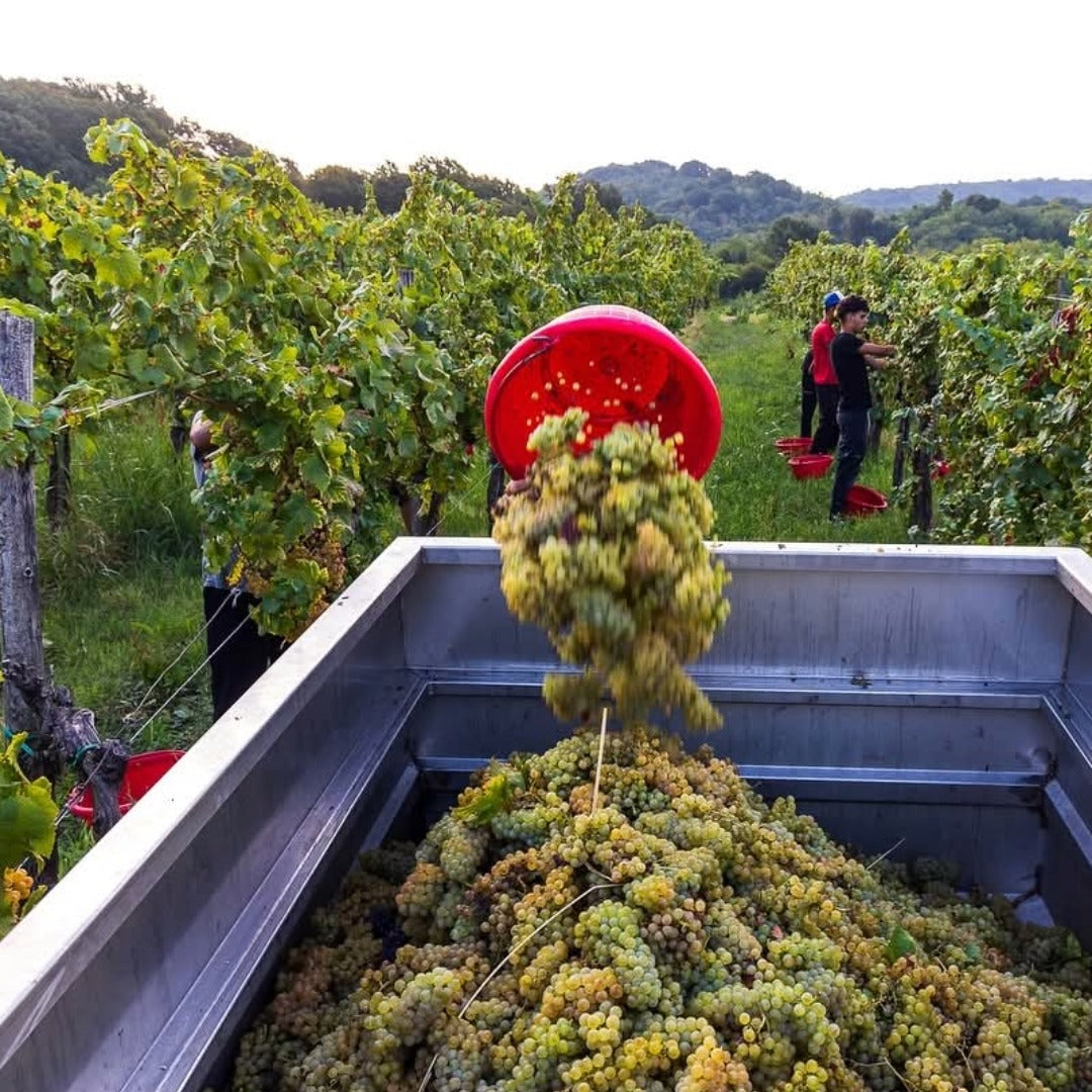 Gradis'ciutta Collio Ribolla Gialla