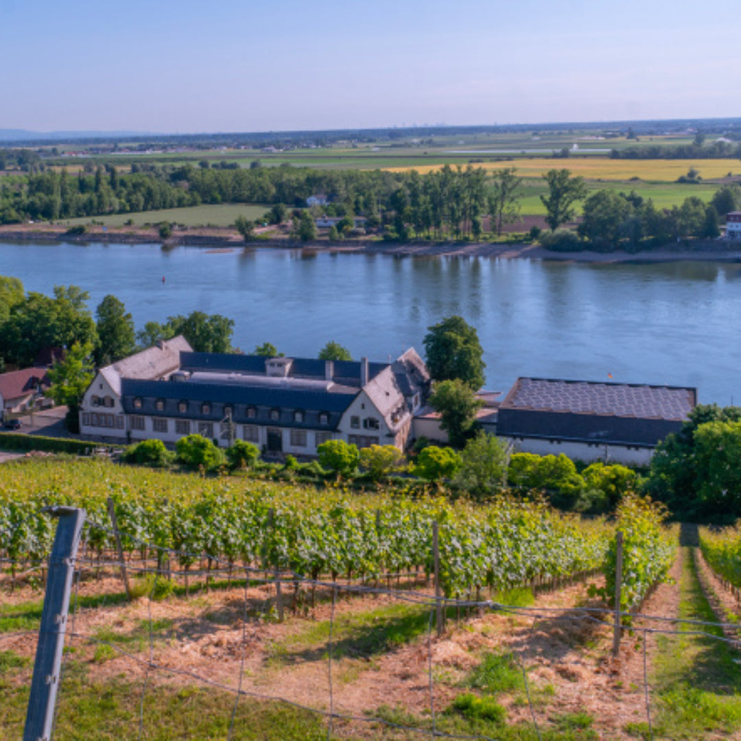 Louis Guntrum Dry Riesling