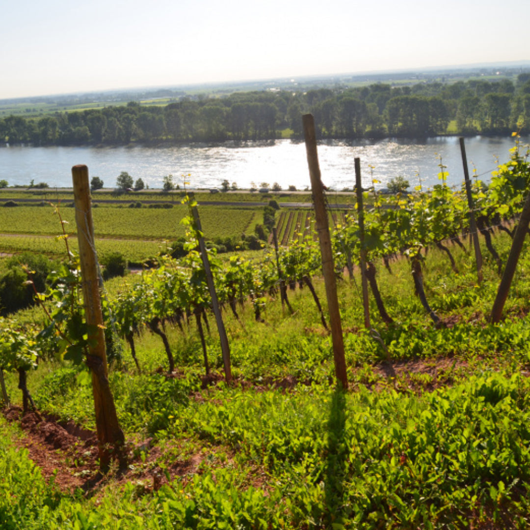 Louis Guntrum Dry Riesling