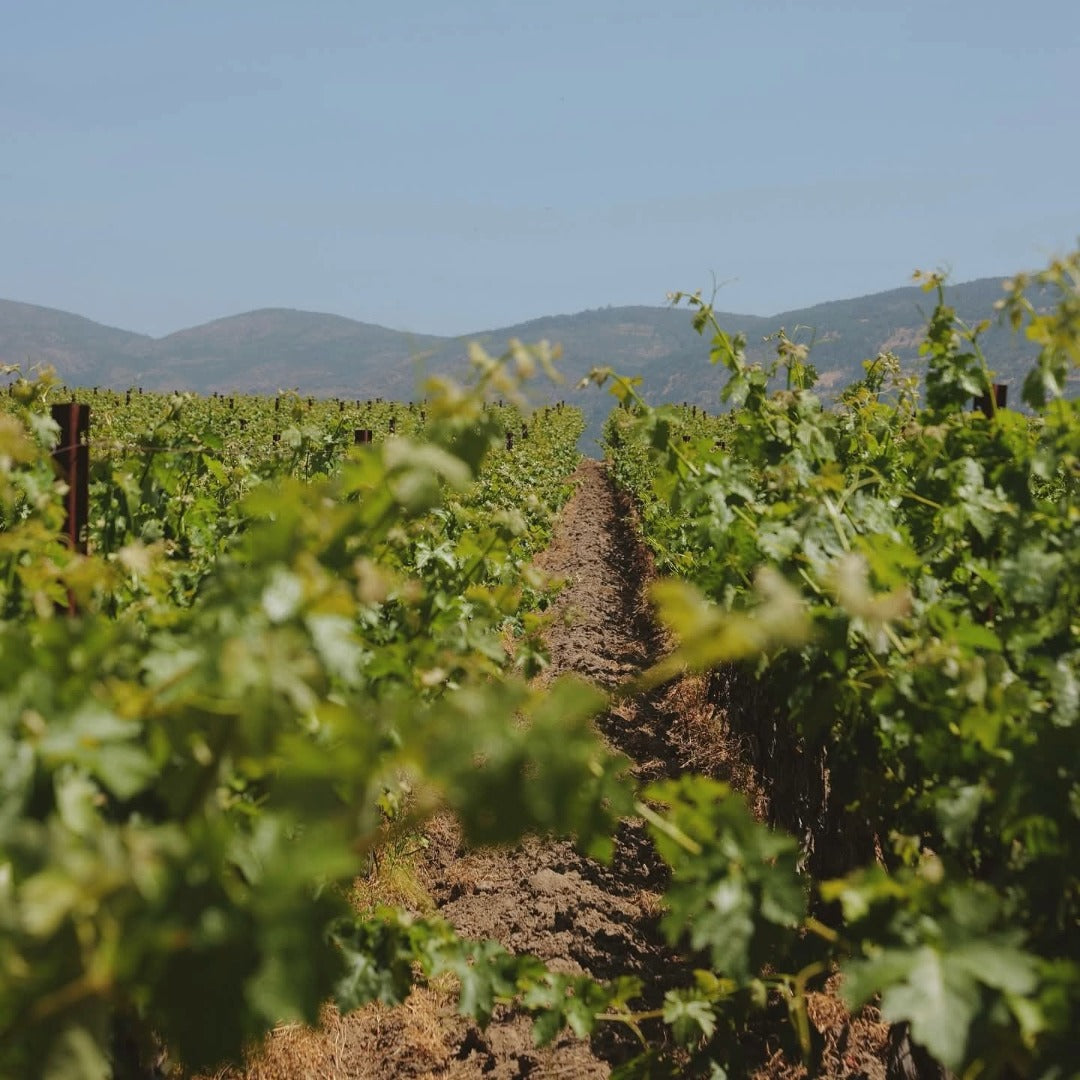 Paul Hobbs Napa Valley Cabernet Sauvignon