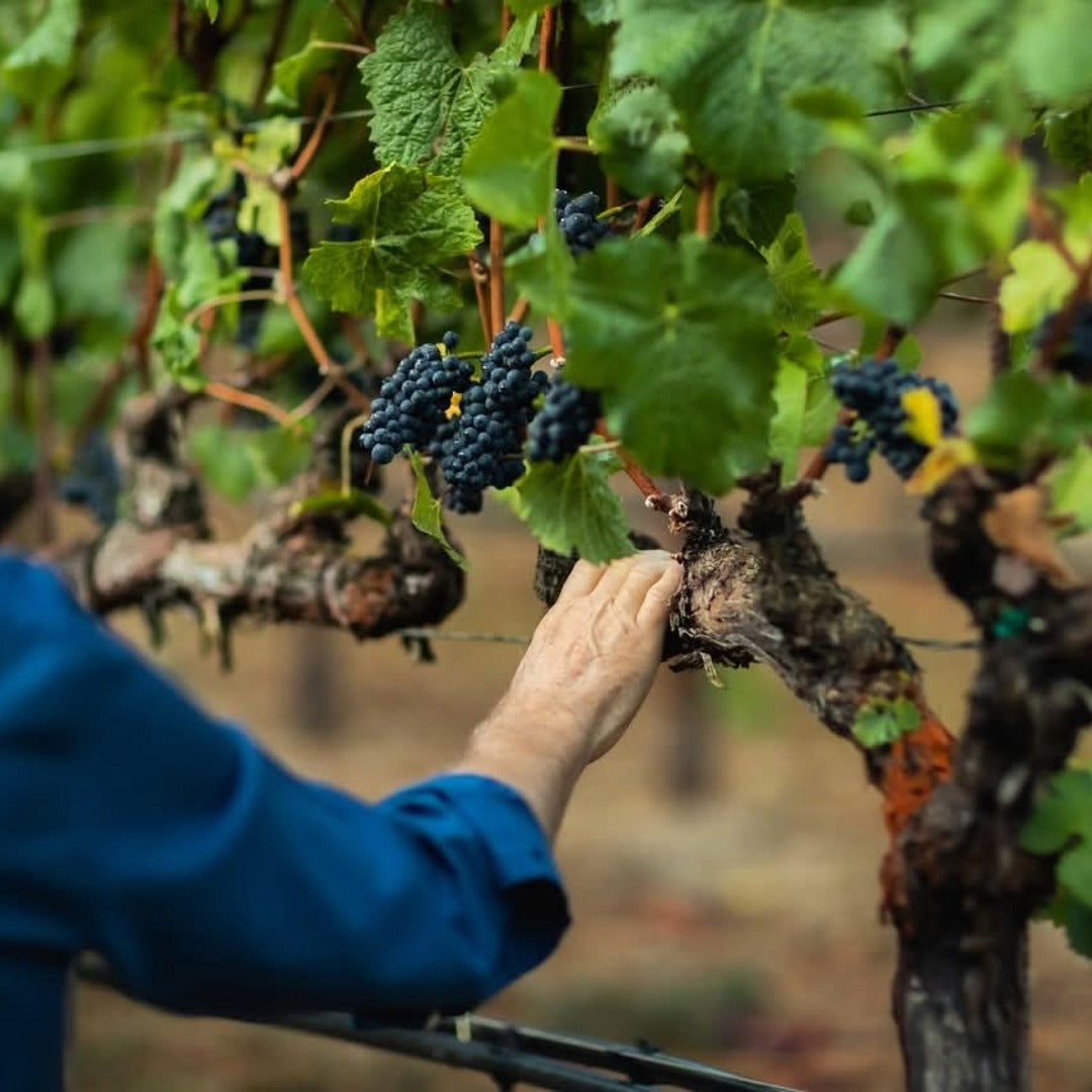 Paul Hobbs Napa Valley Cabernet Sauvignon