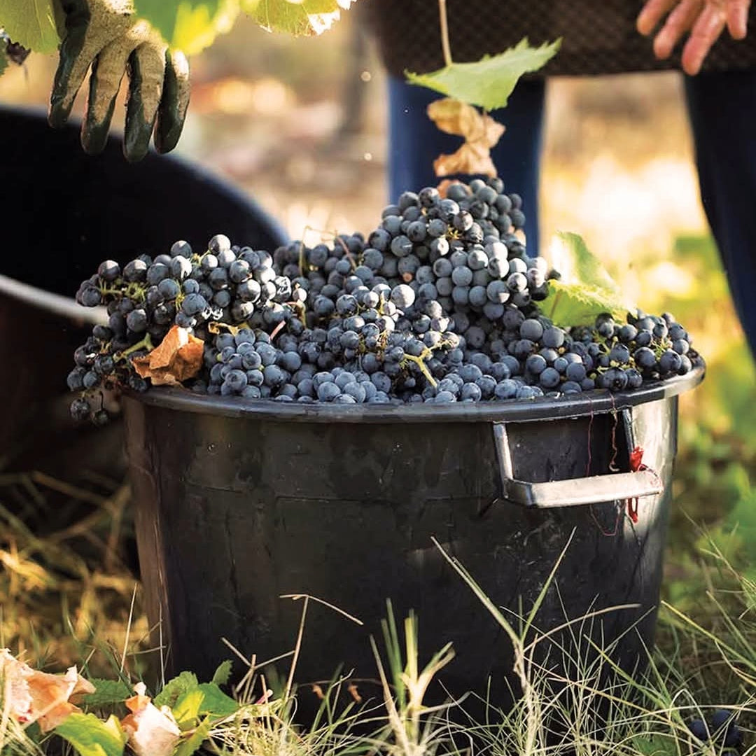 Jose Maria Da Fonseca Setubal Tinto Reserva