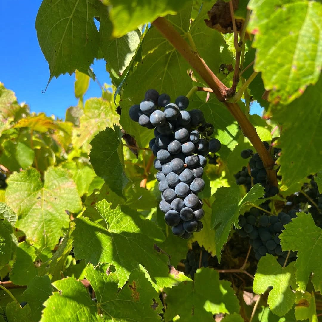 Killibinbin Seduction Cabernet Sauvignon