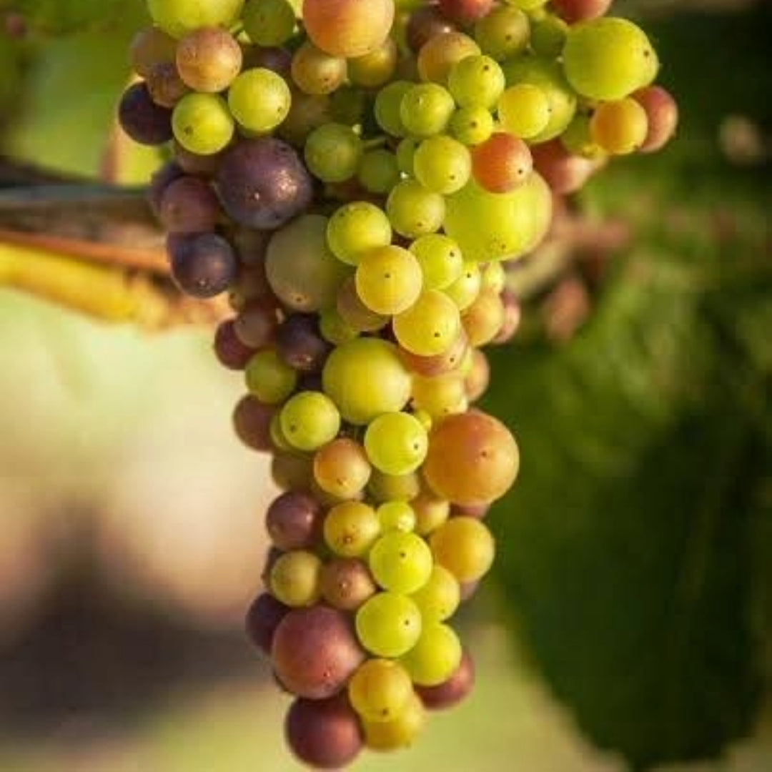 Kim Crawford Sauvignon Blanc