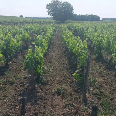 Chateau La Grave Medoc