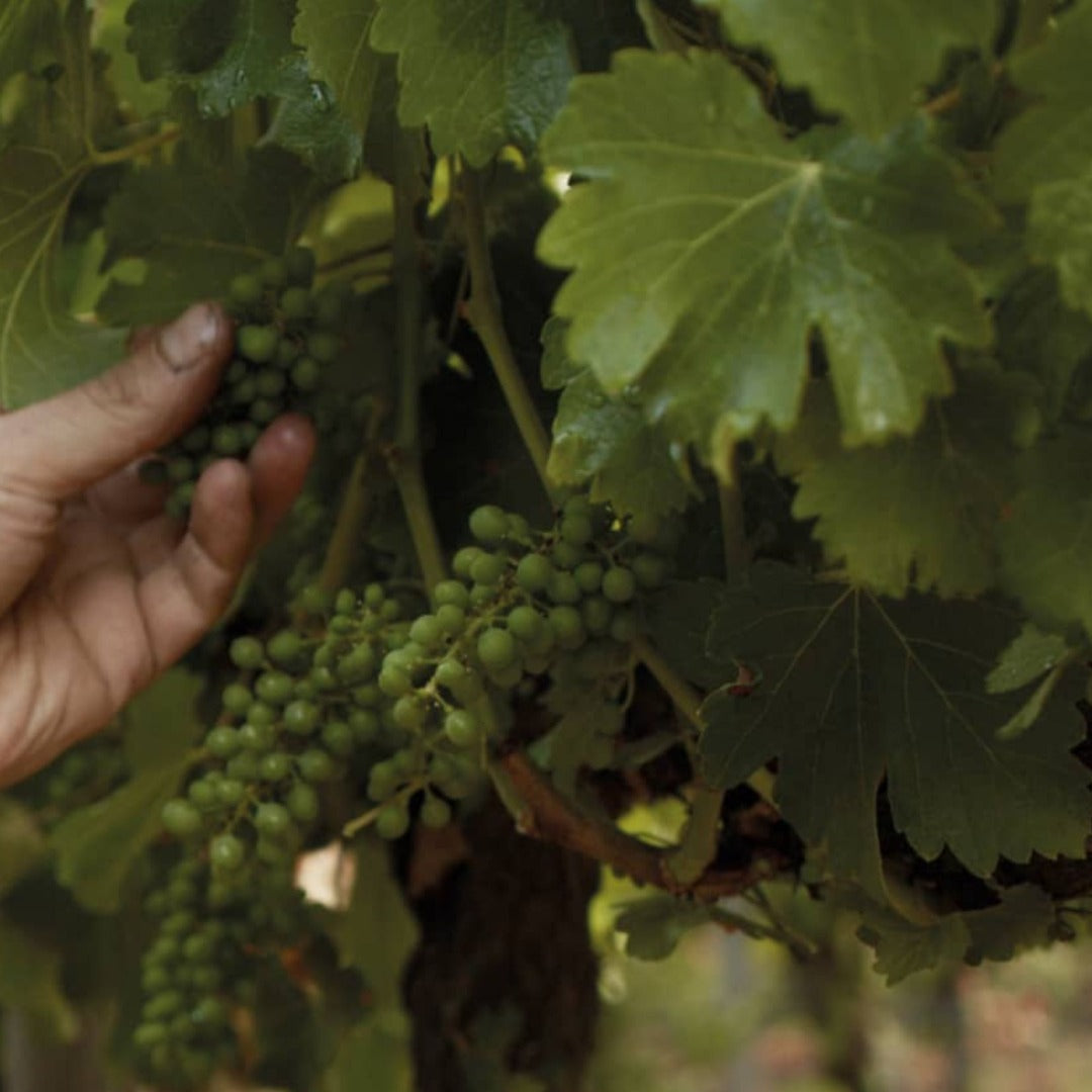 Laberinto Cenizas Pinot Noir