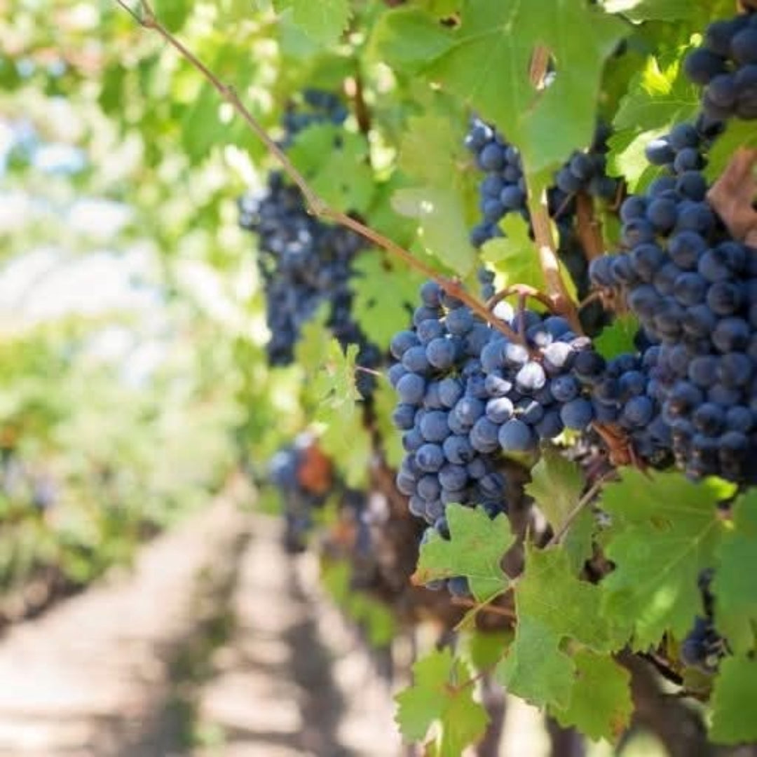 Lyme Bay Pinot Noir