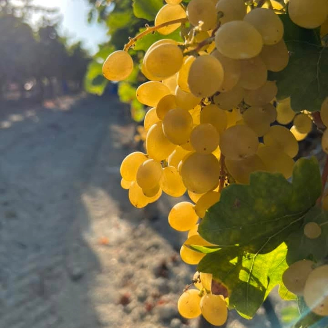 Makarounas Vineyards Aerides Xynisteri