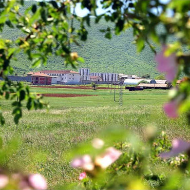 Logodaj Winery Melnik 55 Reserve