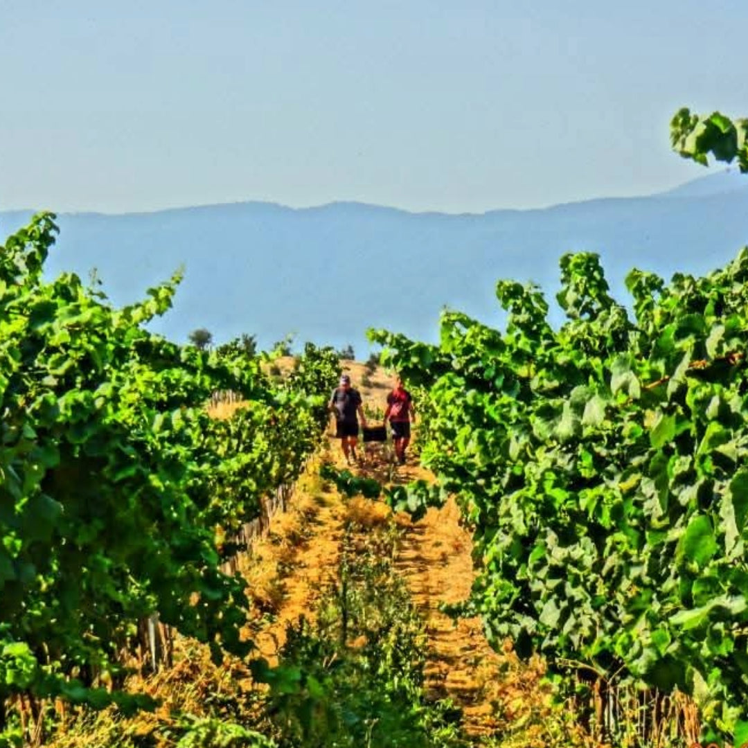 Logodaj Winery Melnik 55 Reserve