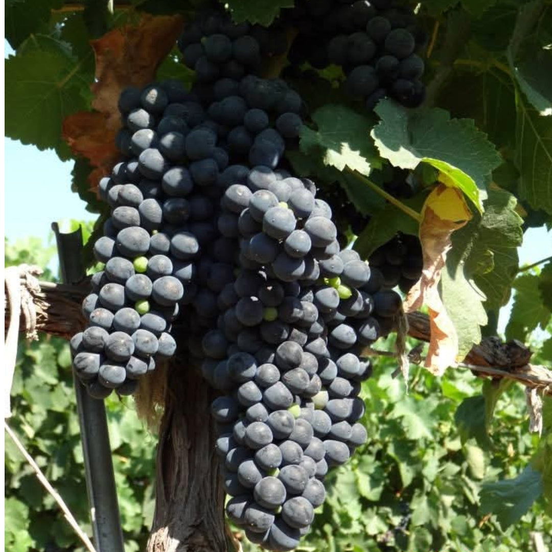 Logodaj Winery Melnik 55 Reserve