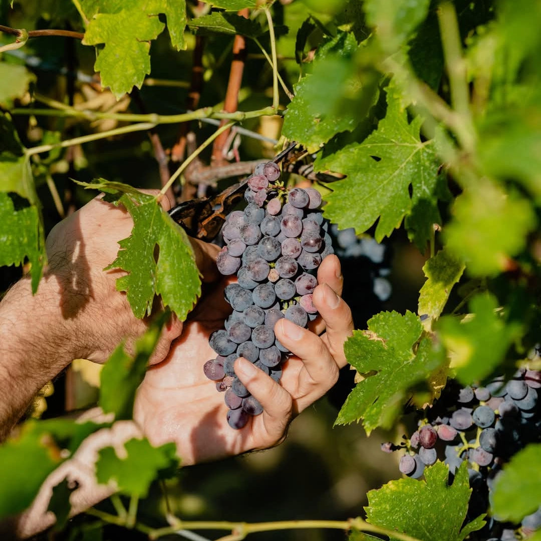 Vidussi Collio Ribolla Gialla