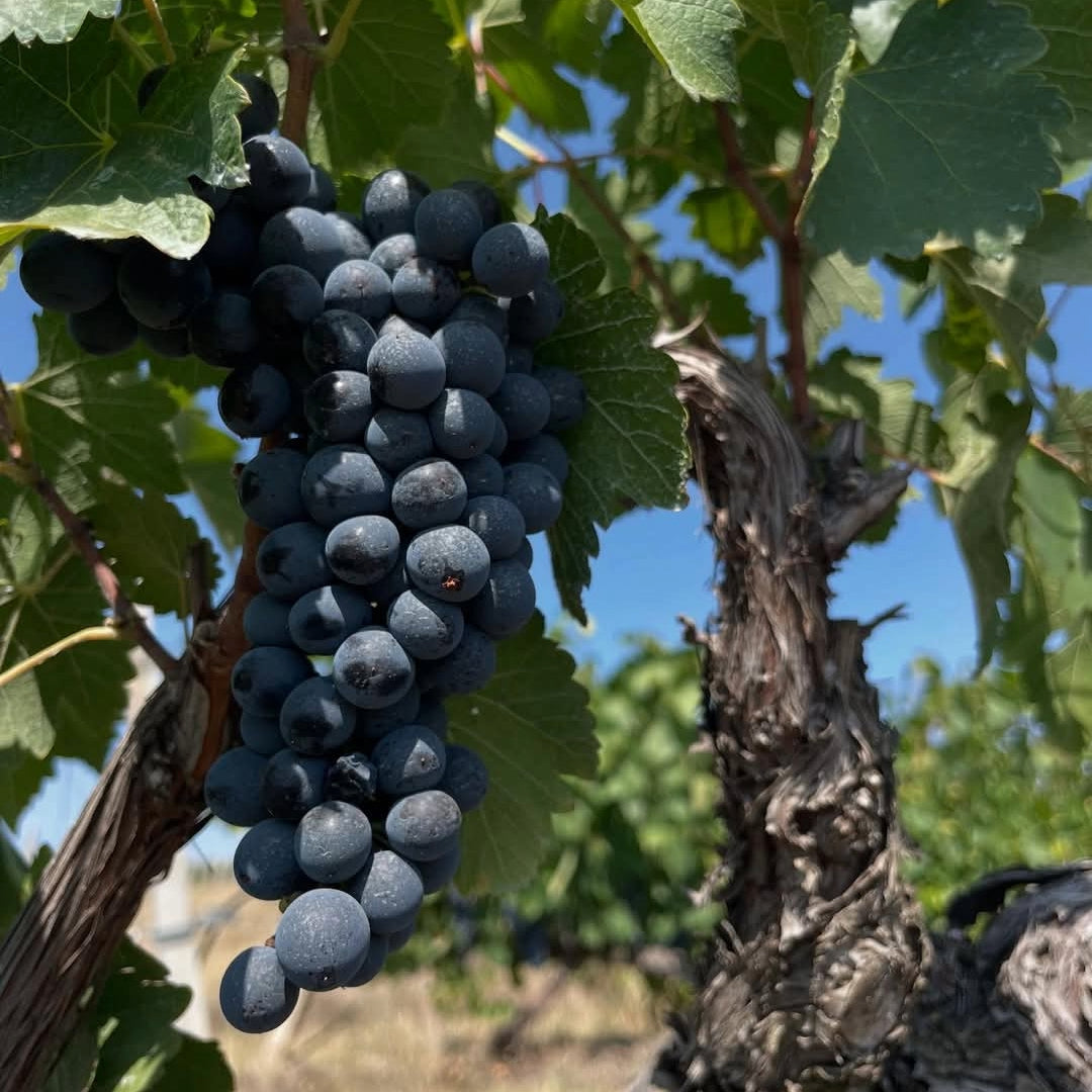 Odessos Urban Winery Kavarna Single Vineyard Cabernet Franc