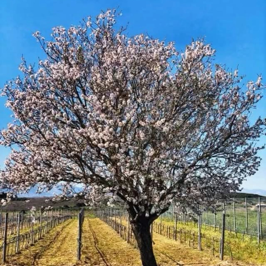 Papagiannakos Granatus Rose