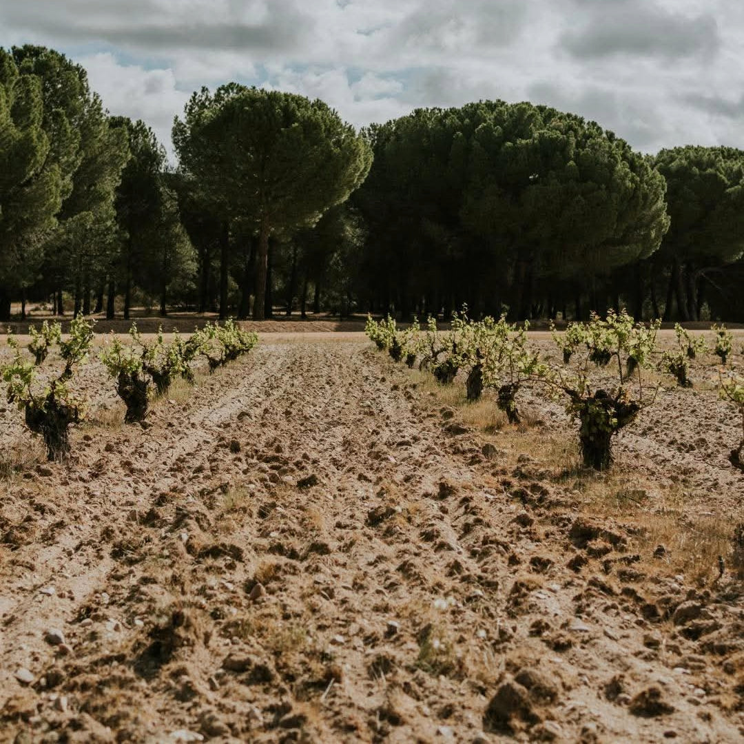 Jose Pariente Rueda Verdejo