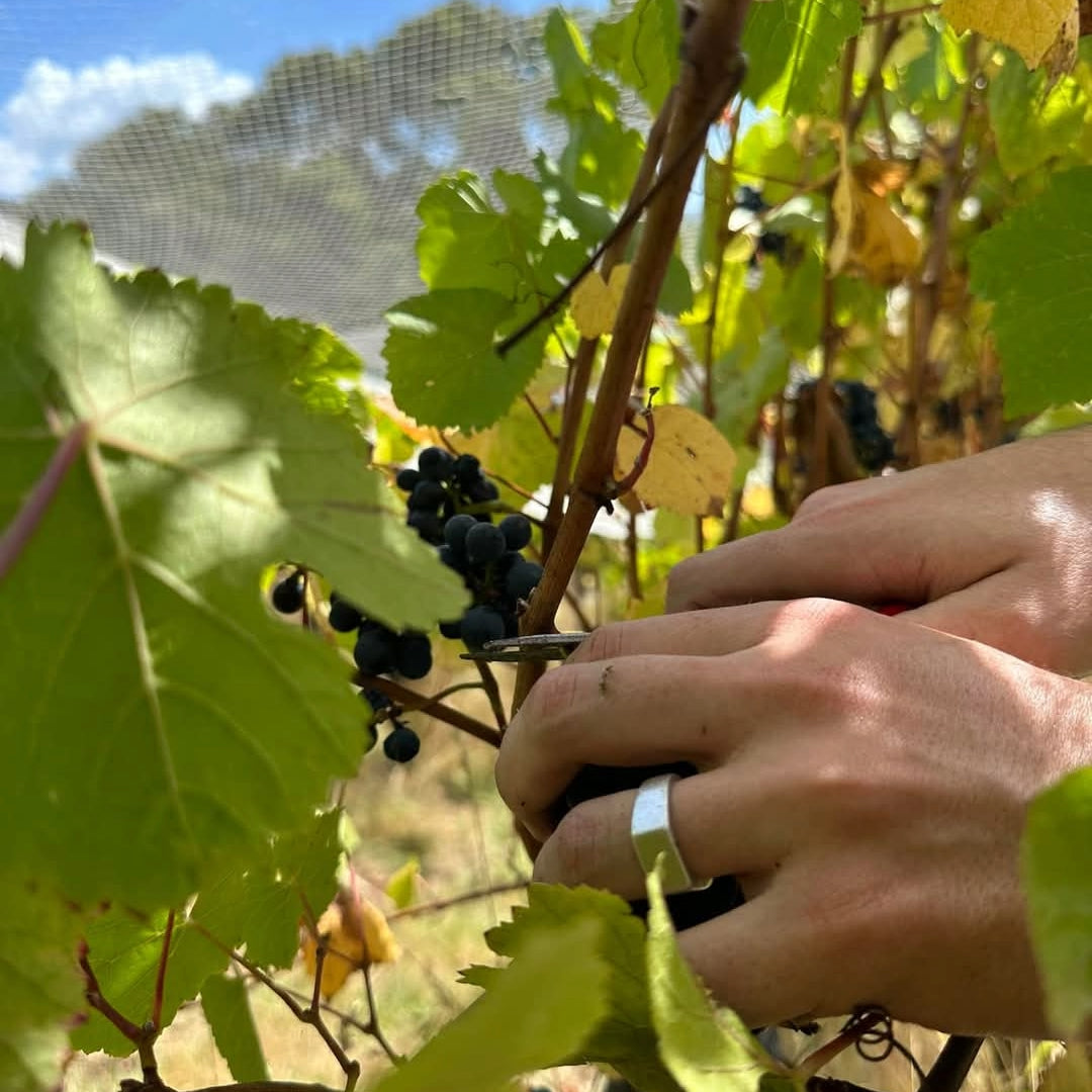 Payten & Jones Major Kong Yarra Valley Syrah