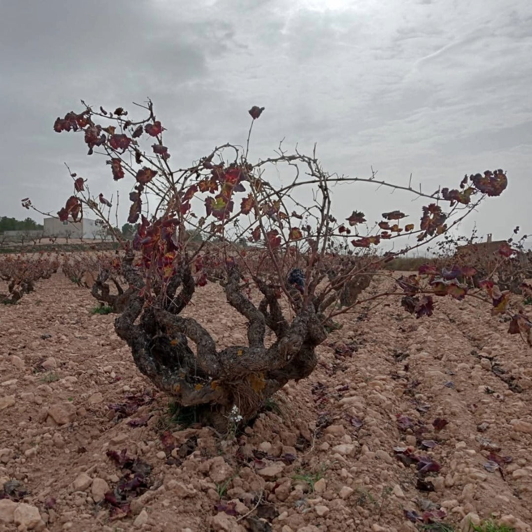 Bodegas Pinoso Vergel Organic Red