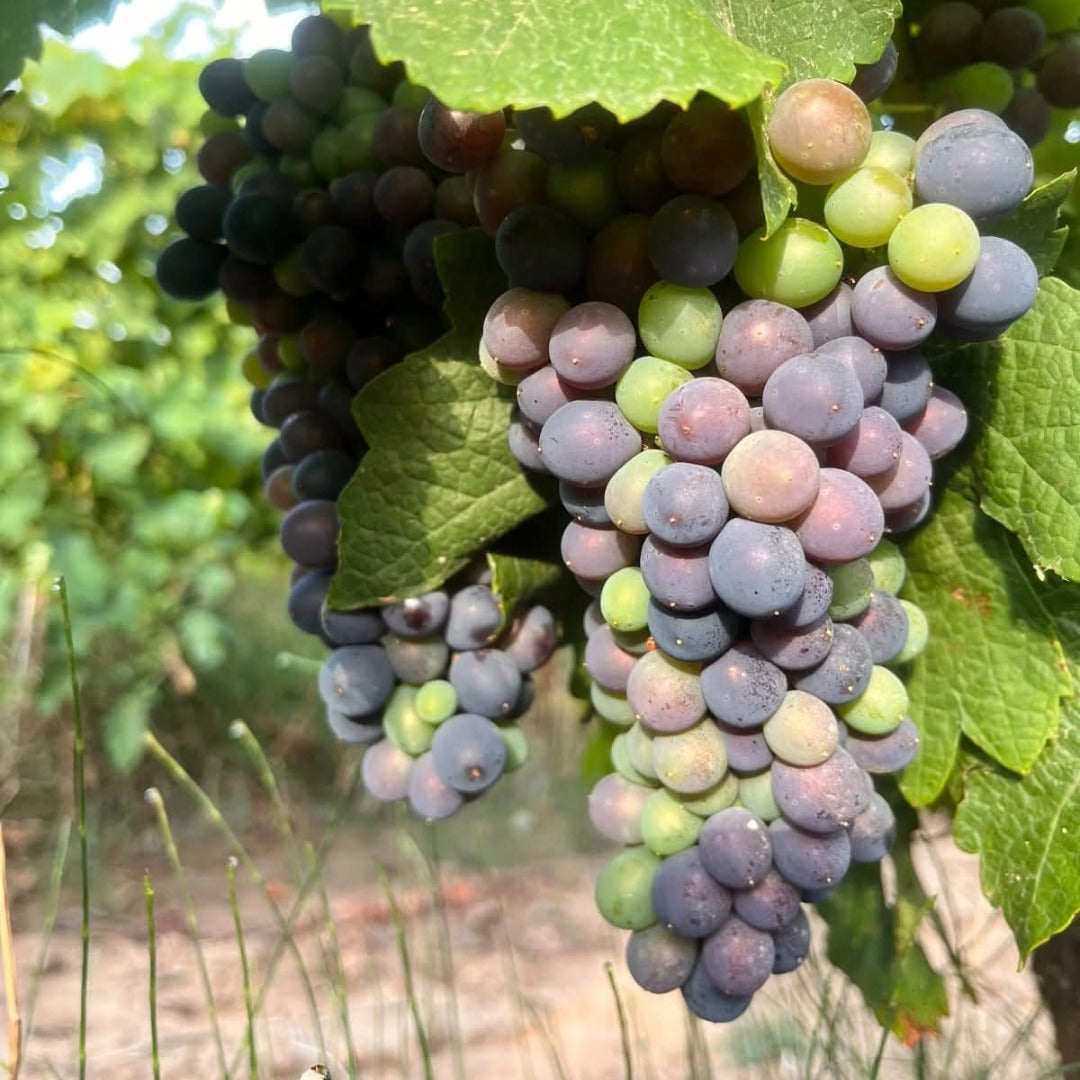 Duc de Morny Picpoul de Pinet