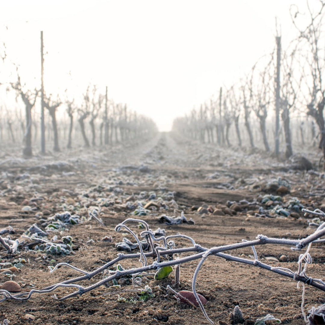 Bodegas Pisuerga Aguazul Rueda Organic Verdejo
