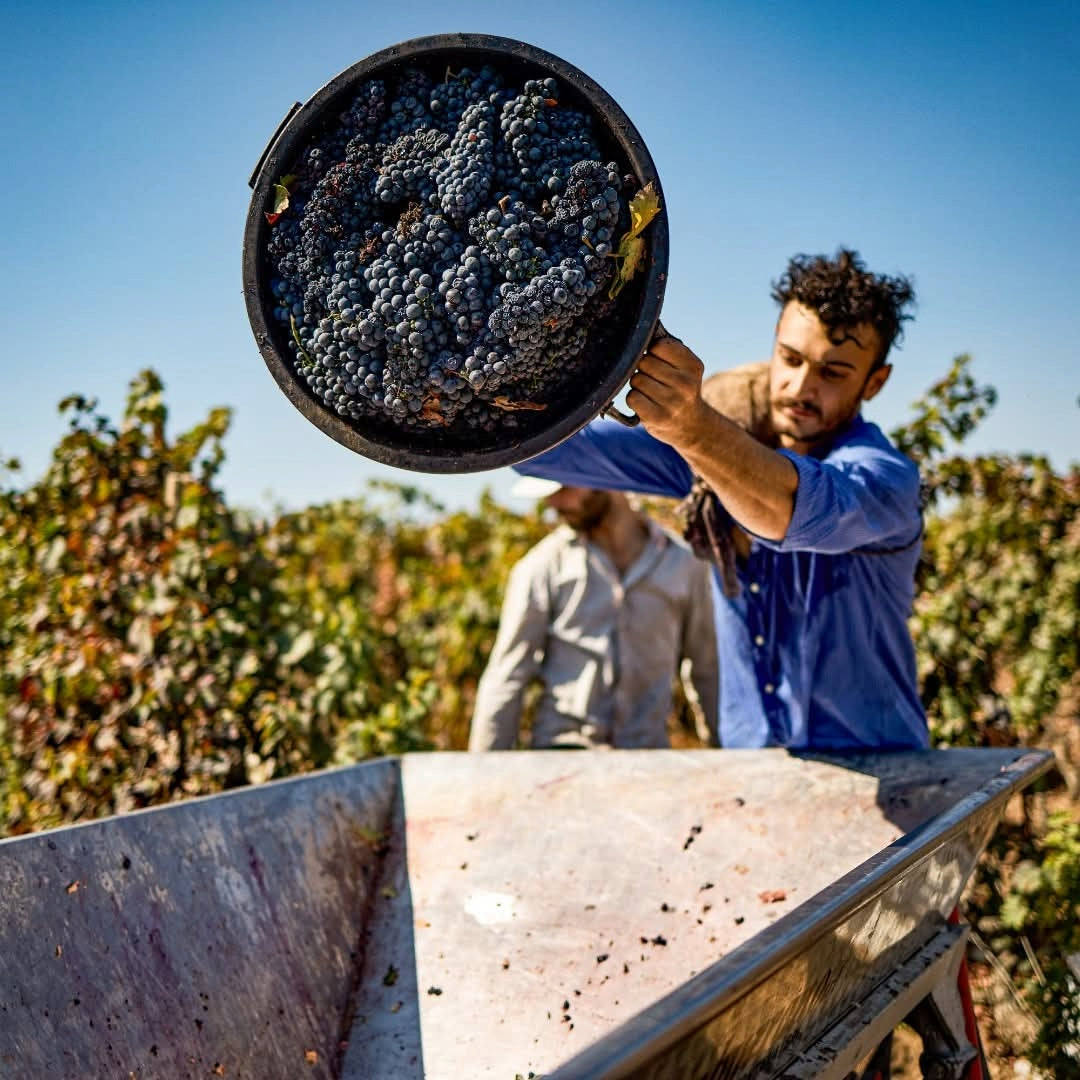 Produttori Di Manduria Elegia Primitivo Di Manduria Reserva