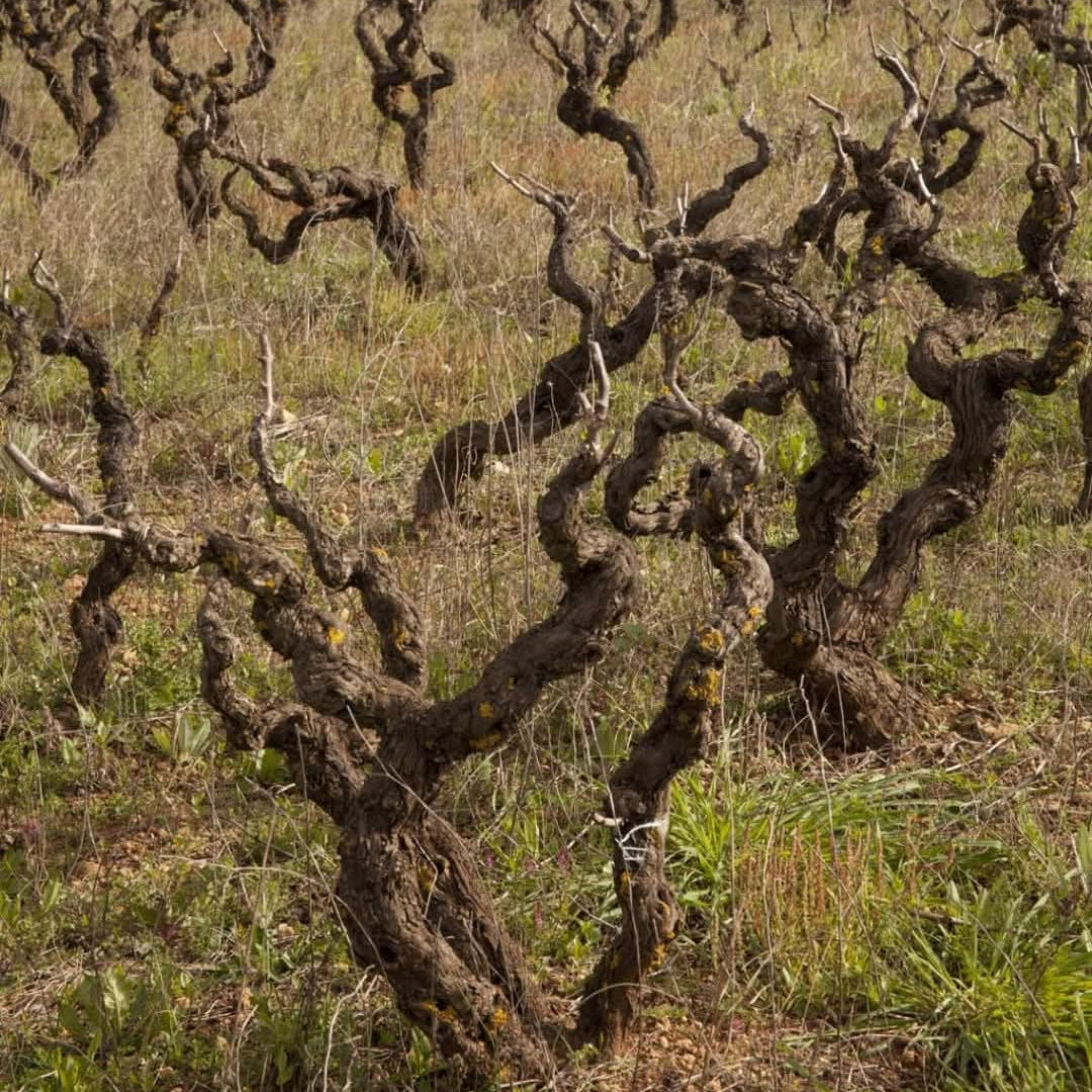 Produttori Di Manduria Elegia Primitivo Di Manduria Reserva