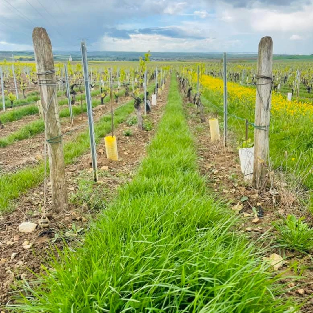Domaine Daniel Séguinot Chablis