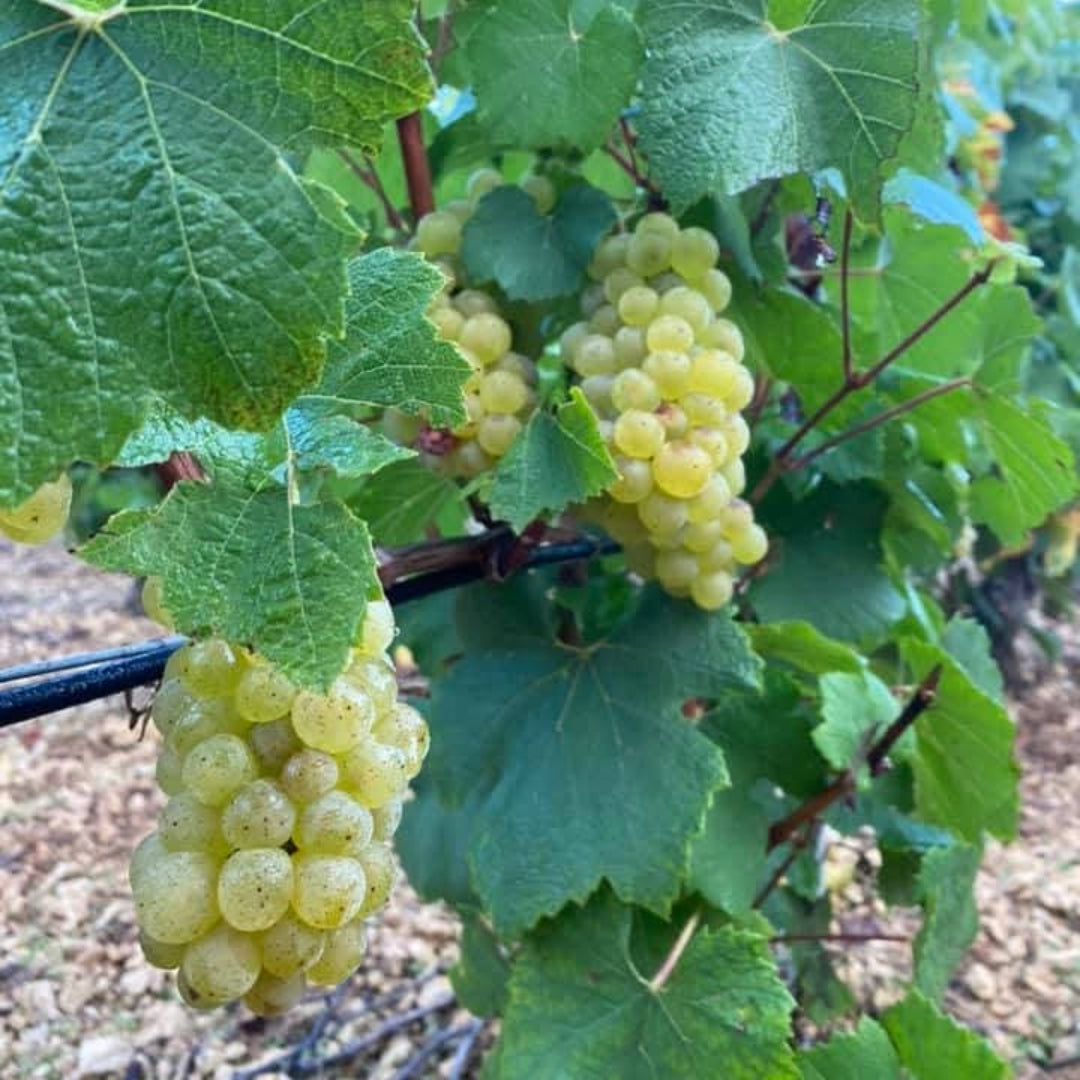 Domaine Daniel Séguinot Chablis