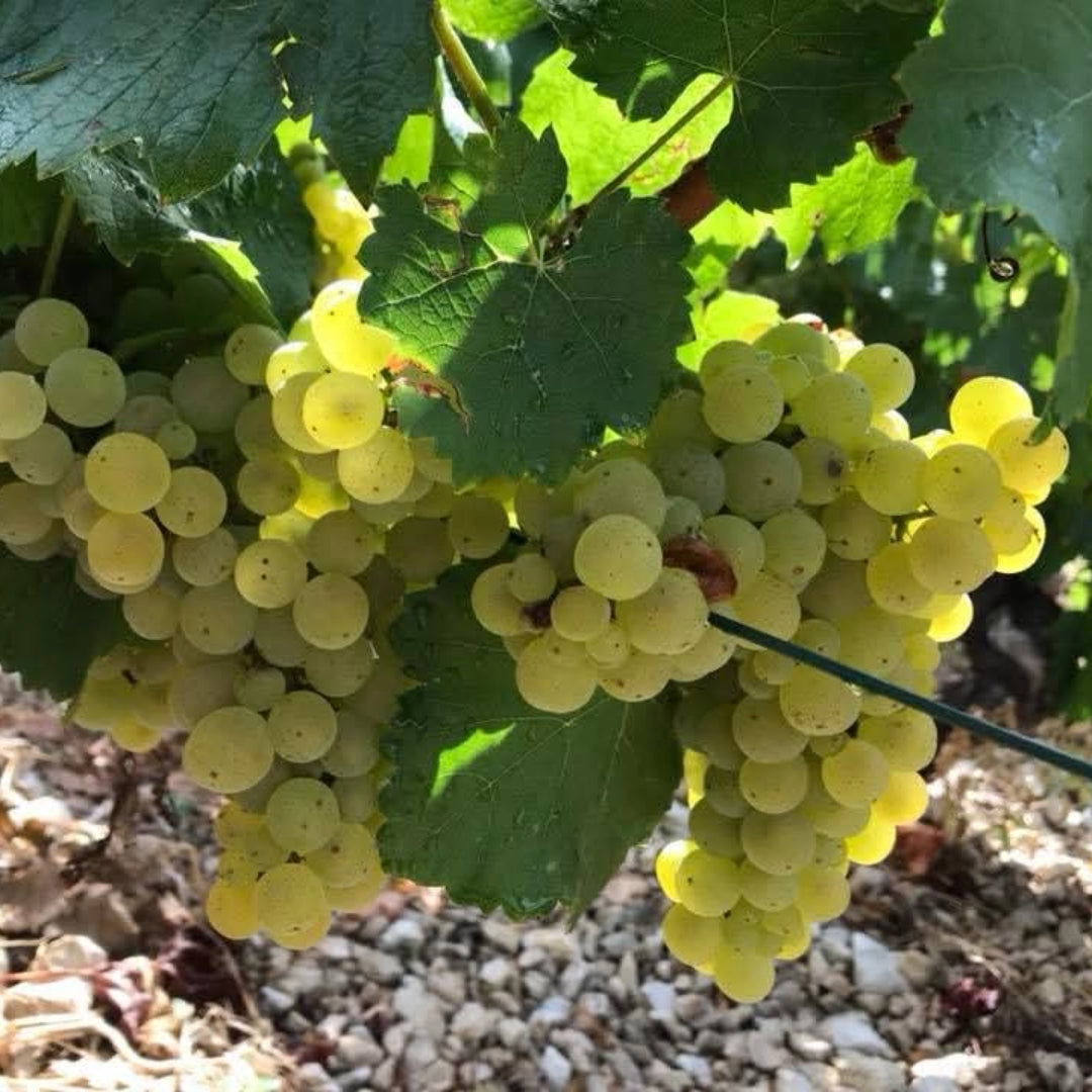 Domaine Daniel Séguinot Chablis
